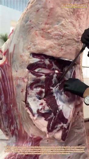 Boucherie artisanale : découpe précise du bœuf