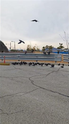 Feeding the crows today. Survival and competition are not easy. January 30, 2026.#crow #crows #birds