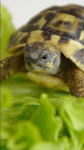 What Sound Does a Turtle Make?