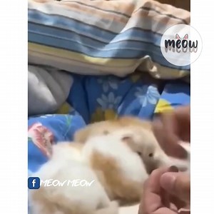 5.2K views | Meo meo meo meo - Hii - cre: marshnfel8t | Méo | Facebook