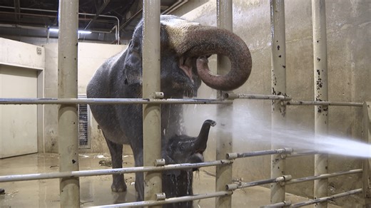 Columbus Zoo and Aquarium elephants love a good bath