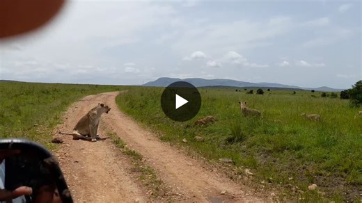 Tailored Safari Experiences Every traveler is different, and so is every safari. We work with you to design the perfect itinerary based on your preferences, ensuring you see the best of Kenya’s… | East African Bush Safaris