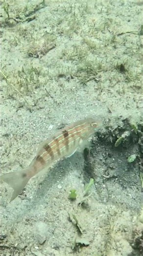 Puddingwife Wrasse Frozen in Place 🐟🧿⏸️