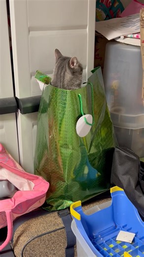 Happy Tail Update: Sweet Darla was adopted from us three years ago, Her Daddy sent us this video...Darla disappeared into the garage and was hiding! lol And she knew she wasn't suppose to be in there and ignored her Daddy! lol Darla looks ever so guilty when caught on camera! lol We are always so thrilled to receive such a wonderful update of our kitties. Darla has a feline brother named Buster who was also adopted from us five years ago. We are always so happy to receive such wonderful updates 