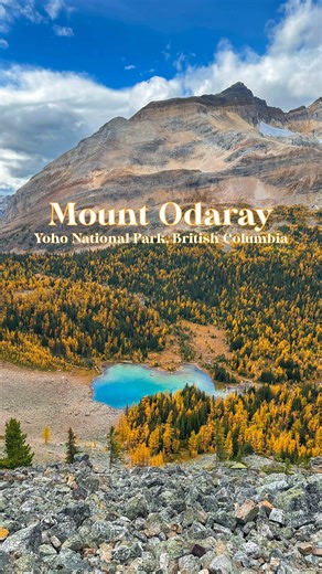 Mount Odaray🍂💛✨ Golden larch meadows, turquoise tarns, mountain walls. This was my third time up in the O’hara area. Never gets old… Fall here is amazing!🤩 ✨Trail Highlights • Turquoise Tarns • Mount Odaray (3159m) • Larchs glowing gold through the valley 📊Trail, Stats & Details • Trail: All Souls Lookou, Yoho National Park (Just part of a circuit we did including Lake O’hara, Opabin Plateau, All Souls Lookout, Lake MacArthur, and the ‘Big Larch’ Valley). • Distance: 16.9km • Elevation Gain:
