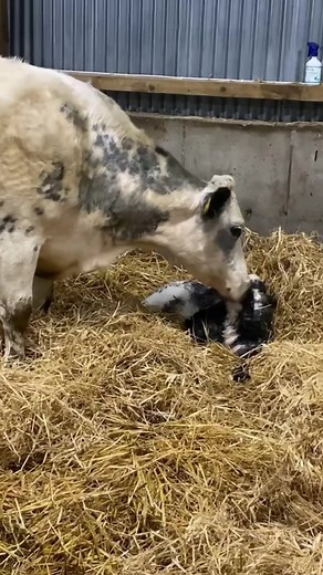 Breeding Belgian Blue and Limousin Cows: A Suckler Farming Perspective