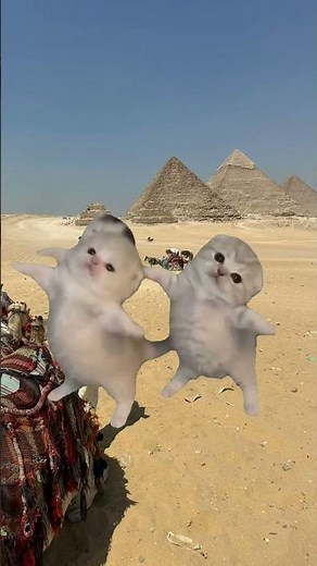 Dancing Meme Cats👍🏻🔥 #shortvideo #shorts