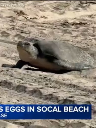 (09/21/26) Historic sighting: A rare olive ridley sea turtle has laid eggs in Orange County, marking the first documented nesting of its kind on the West Coast. Read more at link.