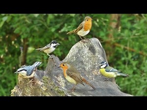 Entertainment for Cats - Videos für Katzen : Beschäftigte Vögel