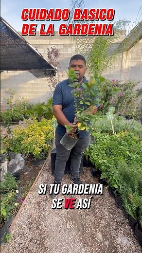 Basic Care of Gardenia Plants