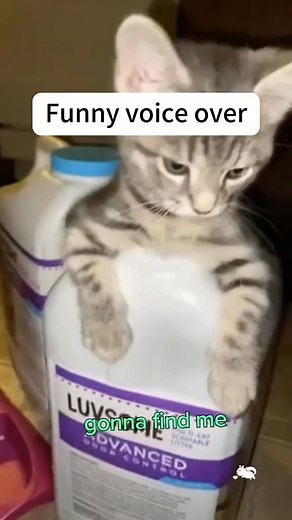 114K views · 3K reactions | Funny voice over #funnyvideo #kittensoftiktok #voiceover #pet #catvoiceover #dogsoftiktok #fory #dog #USA #usa_tiktok #funnymoments #funnycat #cat #usa #catlover #catsoftiktok | Snappaws | Facebook