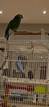 non stop sounds of kiwi