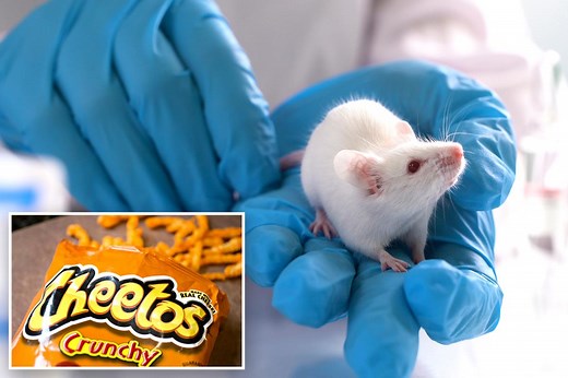 Cheetos food dye turns mice transparent — and scientists say there’s a simple explanation