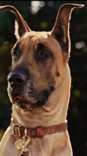 Lee Pace with funny animal scene. #leepace #pushingdaisies #marmaduke #foundation