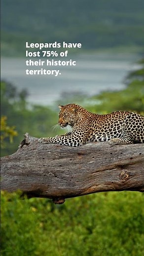 International Leopard Day 2026 | Wild Africa
