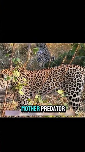 Leopard vs. Giant Python: Who Survives? 🐆🐍
