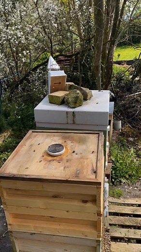 3.8K views · 84 reactions | Older Timelapse video from the early spring ….. inspection done in few seconds 藍 | Stanley’s bees | Facebook