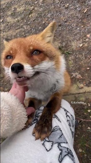 Cute Fox 🦊