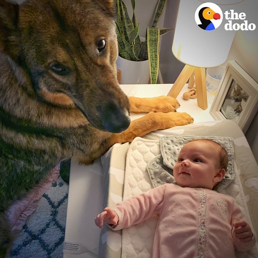 22M views · 627K reactions | When this brave police dog meets his new baby sister  | The Dodo | Facebook