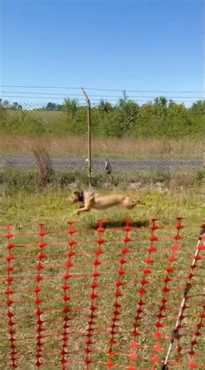 Canelo’s First time doing the Lure Sprint, Room for improvement 💯