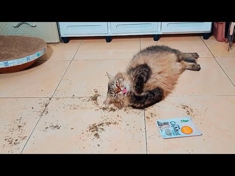 "Cats Totally High on Catnip, Rolling Everywhere!"