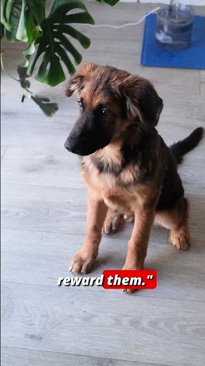 Puppy Training That Actually Works #dogtraining #shorts