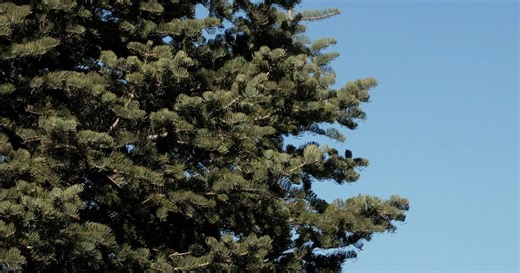 Evergreen Recommendations and Home Fire Safety