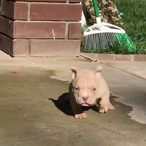 14K views · 1.6K reactions | Like & Share This Cute Puppy <3 | DOGS HOUSE | Facebook