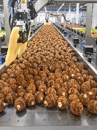 The Unstoppable Speed of Modern Taro Production