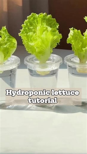 Oldgarden Official on Instagram: "Hydroponic lettuce tutorial #garden #gardening #gardencare #oldgardenshop #gardentips #tipsforgarden #planting"