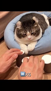 Watch on YouTube for Uncut version of Snow’s #cupandballtrick 😎 • #catstagram #catsofinstagram #katze #고양이 #catlovers #猫 #catlover #kucing #ねこ #instacat #meow #fluffy #cute #kitten #weeklyfluff #cat #cats #pet #petsofinstagram #petstagram #americancurl #shorts #funny | curlysnow0915