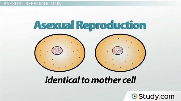Asexual vs. Sexual Reproduction | Characteristics & Comparison