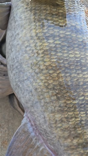 Lawrence Taxidermy Studio on Instagram: "Super Smallmouth Replica headed to Ohio. This is #2 of 4 headed to this particular customer today. Can't wait to show you the whole group. Blank is from my friend @kennethbauman Prefinished habitat from @matuskataxidermysupplycompany 21" fish, respectively. #fishart #fishtaxidermy #fishreplica #fishreproductions #fiberglassfish #catchandrelease #taxidermy #lawrencetaxidermy #qualityoverquantity #details #airbrush #bass #bassfishing ##smallmouth #smallmout