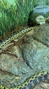 🐍🔥 Snakes with built-in night vision? How cool is that? 🤯 Tell us your favorite snake fact below! ⬇️ | CuriOdyssey