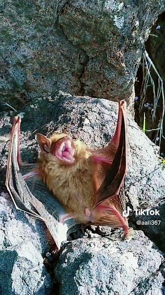 Bat Behavior in Natural Habitat: Vocalizations and Resting