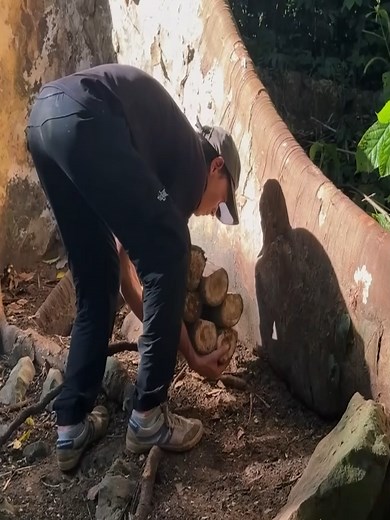 Refugio en árbol: construcción de un nido seguro en el bosque