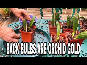 Growing Your Orchid Family: Back Bulb Propagation Tips