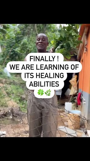 10K views · 158 reactions | Guinea hen weed is a top healing herb and...