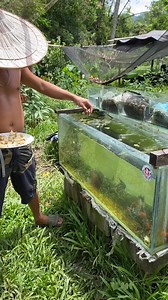 3.4M views · 13K reactions | Feeding steam egg #fbreels #isdangmaot #BULINGITLINE #fb #tips #reels #goldfish #hobby #fish #steamegg #fishfood #food | Mj Aquatics Bulingit Line | Facebook