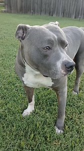 15K views · 645 reactions | Sprocket says it's too hot for outdoor events frens #dogreels #fyp #sprocket #pitbull #dog #pitbulllife | Sprocket's World | Facebook
