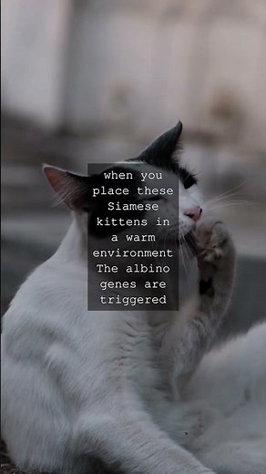 The Fascinating World of Feline Genetics Unraveling the Mystique of Siamese KittensAs...