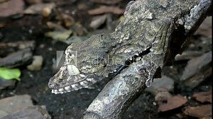Portpait of Henkel's Leaf-tailed Gecko, Uroplatus giganteus sitting on a branch