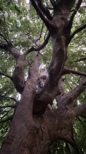 fun little tree fort #tree #nature