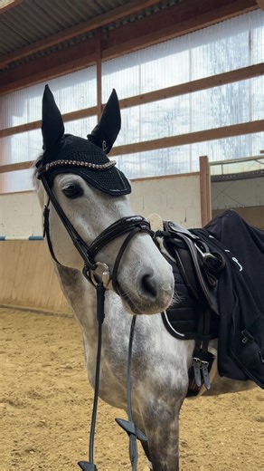 Frohe Weihnachten!💗 Wie feiert ihr Weihnachten? #viral #viralvideos #herzenspferde #fypppppppppppppppppppppppppppppp #fypppppppppppppppppppppppppppppp