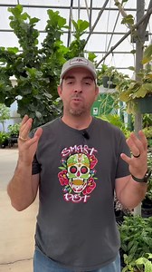 How to get rid of thrips on your houseplants.🪴 #smithsgardentown #gardencenter #plantcare #houseplantpest #howto #thrips #howtogetridofthrips #plantpest | Smith's Gardentown