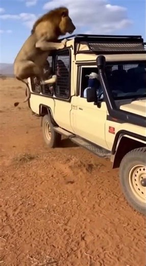 Lion vs Jackal The Chase That Nearly Hit the Tourists! #wildlife #lion