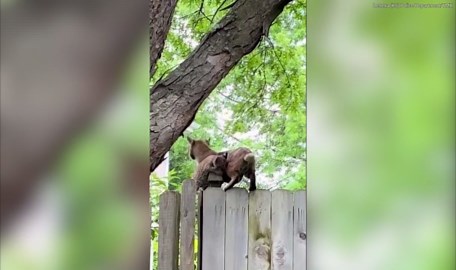 Bobcat kitten found inside Kansas home reunited safely with mom after storm