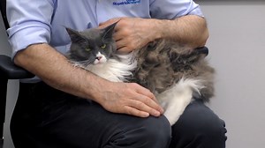 “I love Maine Coons!” Noel Lucinda and Duncan have come to the right place with their one-and-a-half-year-old Maine Coon Lexie, after x-ray pictures at their local vet showed she had fractured her hip joint. When Noel examines Lexie, he determines that a genetic disease has caused the head of her femur bone to degenerate, resulting in fracture. Not only is this affecting one hip, but both of them. After a very challenging process of weighing up the pros and cons of surgery, her family decide to 