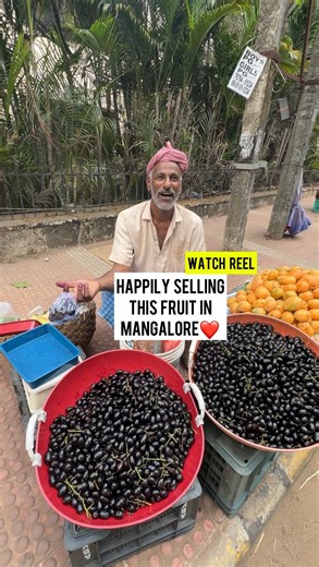 One fruit & So many names! Nerale, Jambu Nerale, Java plum, Black plum, Jamun, Jaman, Jambul, or Jambolan. Java Plum - Rs. 100/- for 1/4 Kg Every year while going near Kodialguttu we find this fruit seller selling Nerale fruit opp. Abhiman Mansion. We bought some fruits and did shot this video to support him. Support small business and help them to grow big🤩 #mangalore #mangalorefoodblogger #mangalore %•#mangalorediaries #fruits #fruit #javaplum #javaplum🍇 | Try Tindi