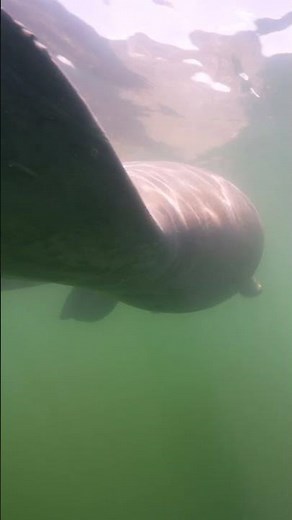 West Indian Manatee: Florida’s Gentle Giants of Winter #WestIndianManatee #FloridaWildlife